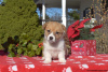 Photo №4. I will sell welsh corgi in the city of Даллас.  - price - 520$