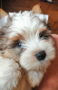 Photo №2 to announcement № 94034 for the sale of yorkshire terrier - buy in Belarus from nursery, breeder