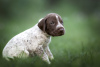 Photo №2 to announcement № 111481 for the sale of german shorthaired pointer - buy in Belarus private announcement