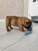 Additional photos: French bulldog puppies