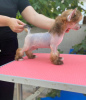 Additional photos: Chinese crested puppies