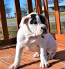 Photo №1. american bulldog - for sale in the city of Flinders Ranges | 1000$ | Announcement № 50395
