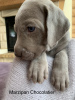 Photo №4. I will sell weimaraner in the city of Москва. breeder - price - 682$