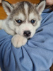 Additional photos: Siberian Husky