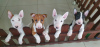 Photo №1. bull terrier - for sale in the city of Bogatynia | negotiated | Announcement № 62338