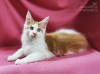 Photo №1. maine coon - for sale in the city of Kazan | 333$ | Announcement № 7490