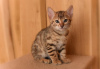 Photo №2 to announcement № 32656 for the sale of bengal cat - buy in Germany private announcement