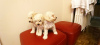 Additional photos: White toy poodle