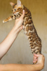 Photo №2 to announcement № 23569 for the sale of bengal cat - buy in Belarus from nursery