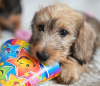 Additional photos: Wirehaired dachshund rabbit puppies, boys, 3 months