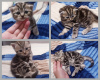 Photo №2 to announcement № 67223 for the sale of scottish fold - buy in Belarus private announcement