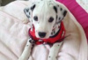 Photo №2 to announcement № 126926 for the sale of dalmatian dog - buy in Germany private announcement