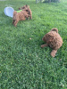 Photo №4. I will sell poodle (toy) in the city of Нови Сад.  - price - 845$