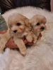 Photo №4. I will sell maltipu in the city of Vilovo. breeder - price - 317$