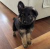 Photo №2 to announcement № 118932 for the sale of german shepherd - buy in Bolivia private announcement