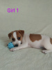 Photo №1. jack russell terrier - for sale in the city of Миргород | 440$ | Announcement № 17420