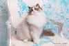 Photo №4. I will sell ragdoll in the city of Jastrzębie-Zdrój. breeder - price - 780$