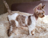 Photo №1. devon rex - for sale in the city of Swellendam Local Municipality | 340$ | Announcement № 111727