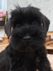 Photo №4. I will sell odis in the city of Krivoy Rog. breeder - price - 300$