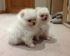 Photo №2 to announcement № 85905 for the sale of pomeranian - buy in Malta private announcement