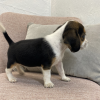 Photo №2 to announcement № 50496 for the sale of beagle - buy in United States private announcement