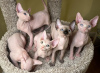 Photo №2 to announcement № 119981 for the sale of sphynx cat - buy in Germany private announcement