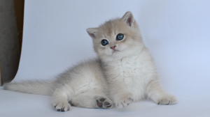 Photo №2 to announcement № 7014 for the sale of british shorthair - buy in Russian Federation breeder