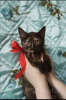 Photo №1. domestic cat - for sale in the city of Minsk | Is free | Announcement № 93611