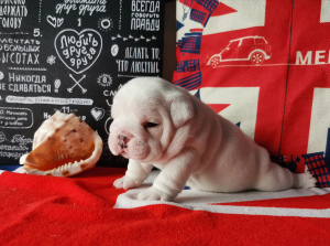 Photo №1. english bulldog - for sale in the city of Volgograd | 932$ | Announcement № 3904