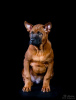 Photo №1. thai ridgeback - for sale in the city of Penza | 460$ | Announcement № 9926