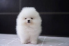 Photo №1. pomeranian - for sale in the city of Харлем | 423$ | Announcement № 123850