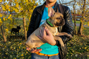 Photo №2 to announcement № 3392 for the sale of french bulldog - buy in Russian Federation private announcement, from nursery, breeder