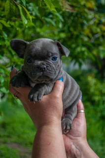 Photo №2 to announcement № 6909 for the sale of  - buy in Ukraine breeder