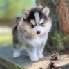 Photo №3. POMERANIAN MINI HUSKY - POMSKY. Germany