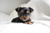 Photo №3. Vaccinated Yorkshire Terrier puppies for sale. Netherlands