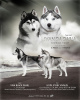 Photo №1. siberian husky - for sale in the city of Voronezh | negotiated | Announcement № 8145