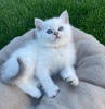 Photo №2 to announcement № 89825 for the sale of british shorthair - buy in Germany private announcement