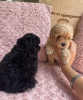 Photo №2 to announcement № 105321 for the sale of poodle (toy) - buy in Bulgaria private announcement