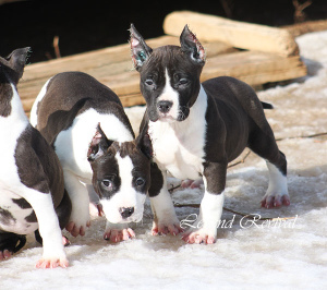 Photo №3. Amstaff puppies from ritomnik. Russian Federation