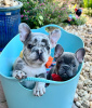 Photo №3. kc registered french bulldogs. Netherlands