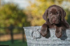 Additional photos: For sale pedigree puppies Labrador Retriever