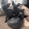 Photo №2 to announcement № 84185 for the sale of sphynx cat - buy in Finland private announcement