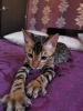 Photo №4. I will sell bengal cat in the city of Minsk. from nursery - price - 475$