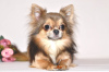 Photo №1. Mating service - breed: chihuahua. Price - negotiated