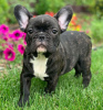 Photo №1. french bulldog - for sale in the city of Tartu | negotiated | Announcement № 127333