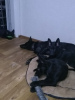 Photo №4. I will sell german shepherd in the city of Mogilyov. breeder - price - 300$