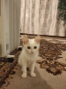 Photo №3. Kitten girl 2,5 months. Russian Federation