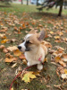 Photo №3. Welsh Corgi Pembroke. Poland