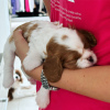 Photo №4. I will sell cavalier king charles spaniel in the city of Аланья. private announcement - price - 800$