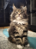 Photo №1. maine coon - for sale in the city of Molodechno | negotiated | Announcement № 19038